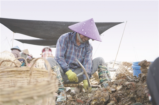 廣西：海洋牧場喜豐收