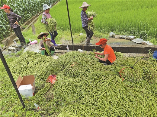 廣西河池：夏季蔬菜搶“鮮”採