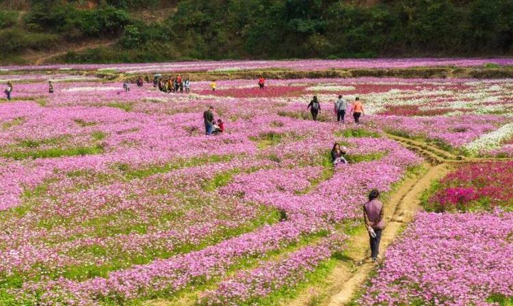 廣西德保縣那溫村：從貧困村到全國鄉村旅遊重點村