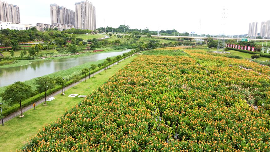 南寧：那考河美人蕉盛夏怒放 花海絢爛正當時