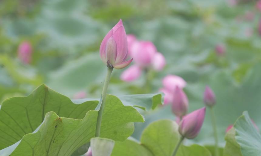 廣西三江：夏日侗鄉荷塘美