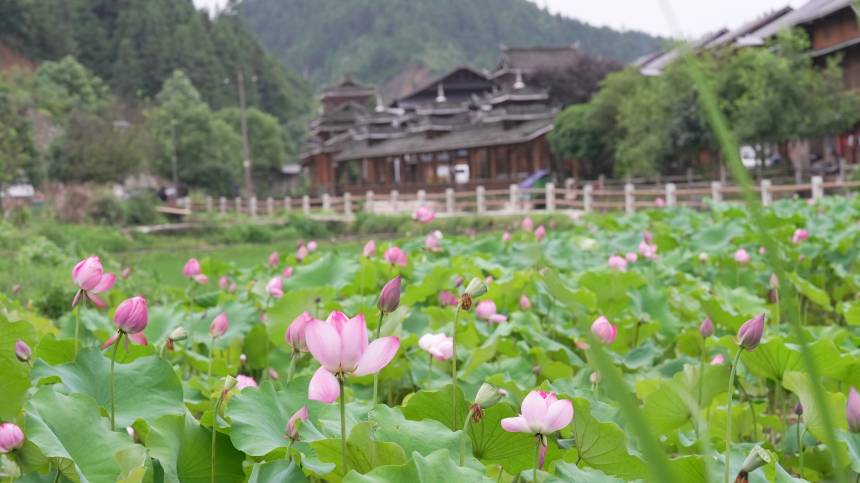 廣西三江：夏日侗鄉荷塘美