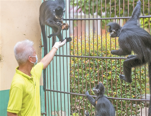 廣西梧州：黑葉猴家族添新丁