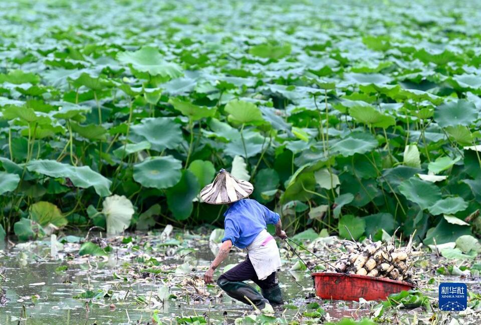 廣西柳江：“雙季蓮藕”之鄉搶收忙