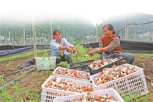 廣西河池：夏季蔬菜搶“鮮”採