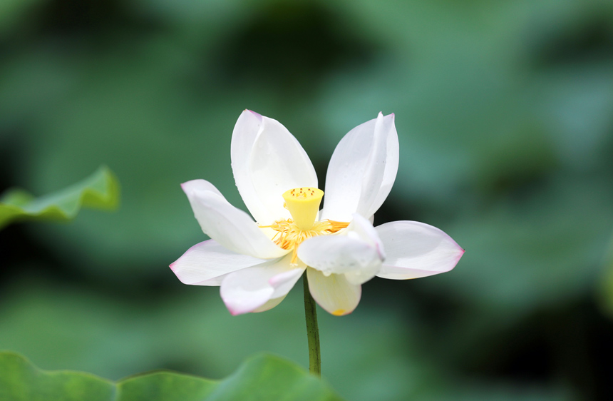 廣西：初夏荷花漸次開