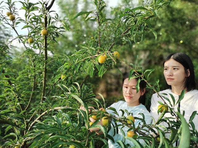 廣西：夏日荷塘飄香引客來