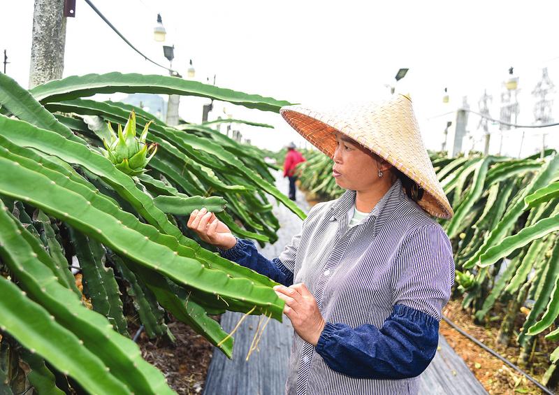 南寧市已成為全國最大的火龍果産區