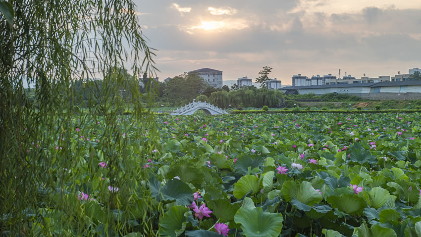 廣西田東：夏日荷花別樣紅