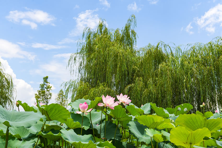 廣西田東：夏日荷花別樣紅