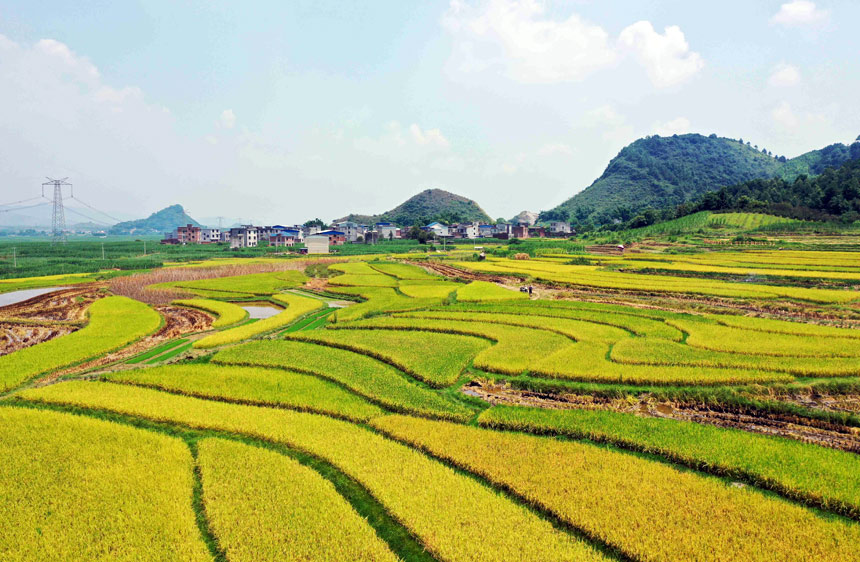 廣西：早稻飄香 “豐”景如畫