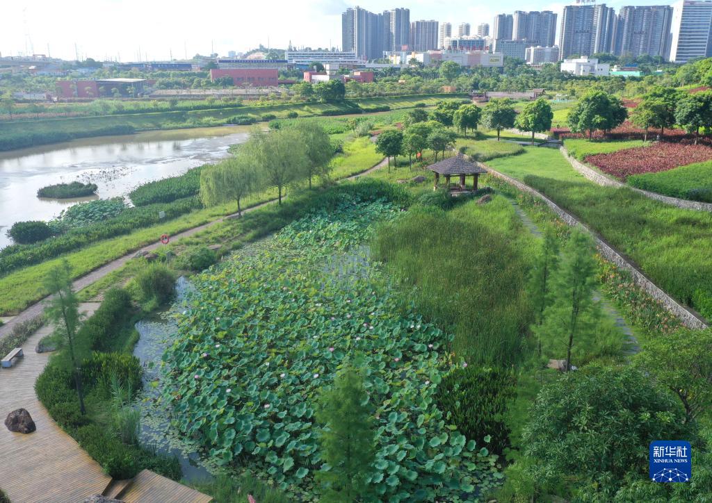 廣西南寧：夏日濕地競芳菲