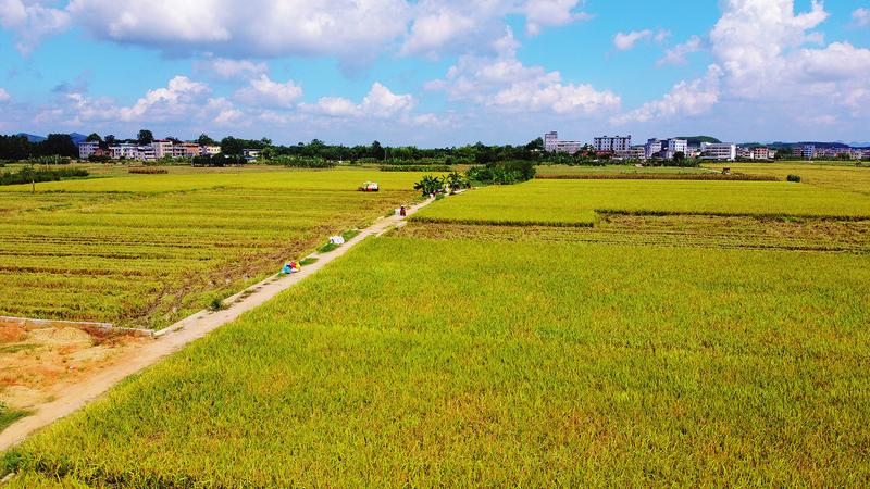 南寧市西鄉塘區：風吹稻浪 豐收在望