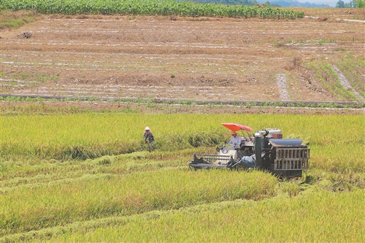 廣西南寧：稻穀飄香遍地黃