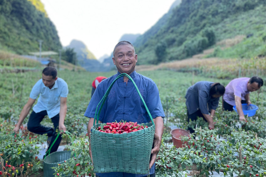 廣西都安：“火紅”産業助振興