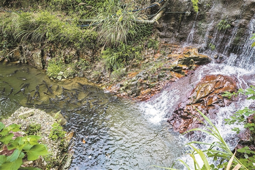 廣西容縣：石窩山泉養好生態魚