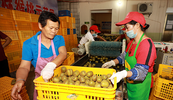 廣西南丹：獼猴桃扶貧産業帶動種植戶致富