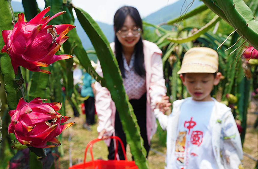 廣西融水：火龍果熟了 鄉村遊火了