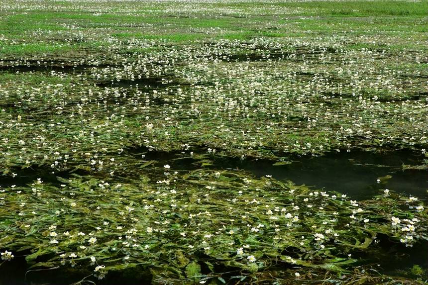 廣西西林：湖草兩相宜 醉美盆歪湖