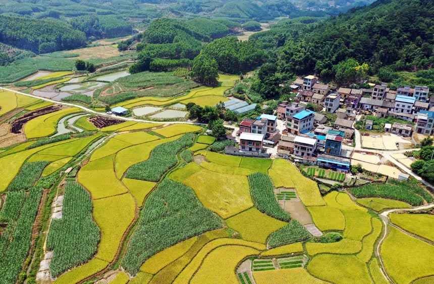 廣西：早稻飄香 “豐”景如畫