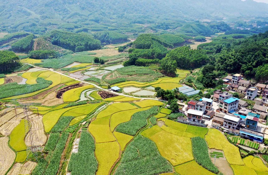 廣西：早稻飄香 “豐”景如畫