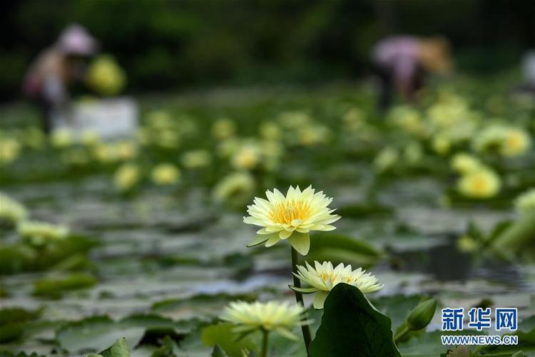 廣西柳州：九品香水蓮花採摘忙