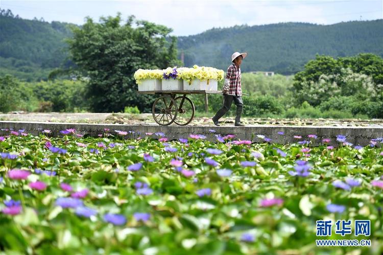 廣西柳州：九品香水蓮花採摘忙