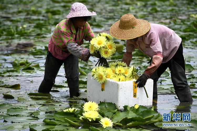 廣西柳州：九品香水蓮花採摘忙