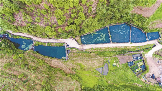 廣西容縣：石窩山泉養好生態魚