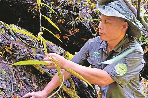 廣西大瑤山發現植物新種