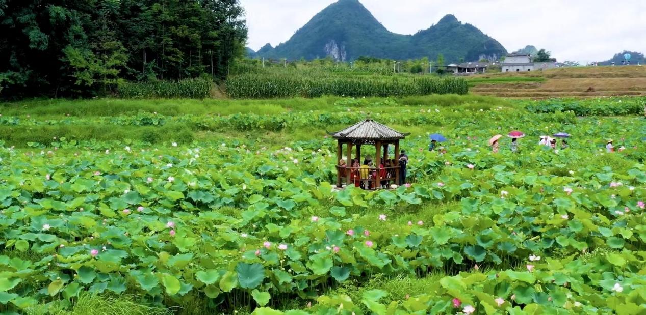 廣西南丹：荷花盛開繪美景 競相綻放扮靚鄉間道路_fororder_圖片12