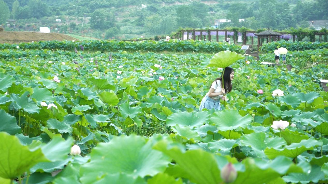 廣西南丹：荷花盛開繪美景 競相綻放扮靚鄉間道路_fororder_圖片11