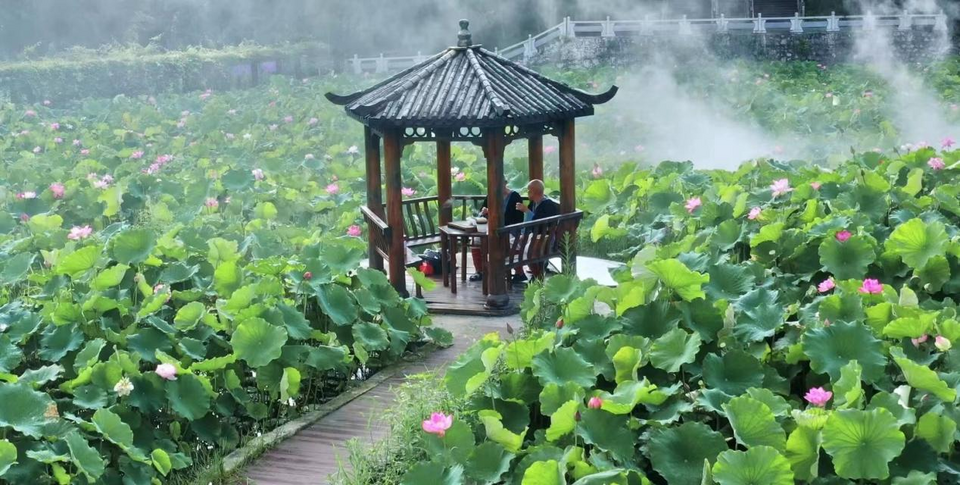 廣西南丹：荷花盛開繪美景 競相綻放扮靚鄉間道路_fororder_圖片15