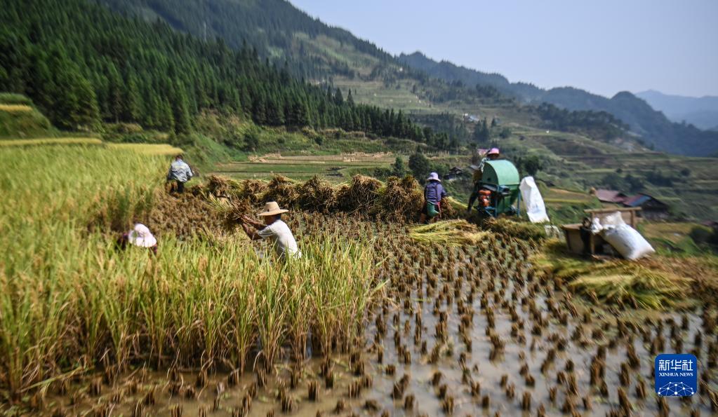 廣西融水：大苗山迎來豐收季