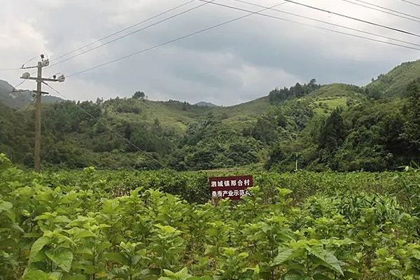 廣西淩雲縣脫貧榜樣楊通權：從貧困戶到村幹部的轉變