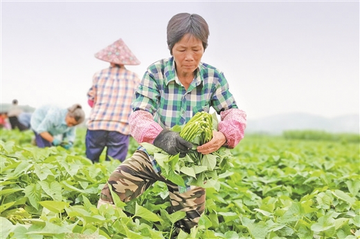 廣西成功選育首個葉菜型紅薯品種 一片薯葉8年長成