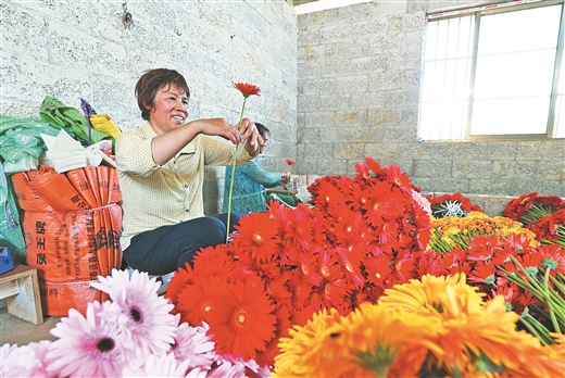 廣西靖西：山鄉栽芳菊 花開沁人心