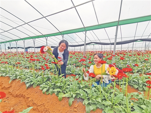 廣西靖西：山鄉栽芳菊 花開沁人心