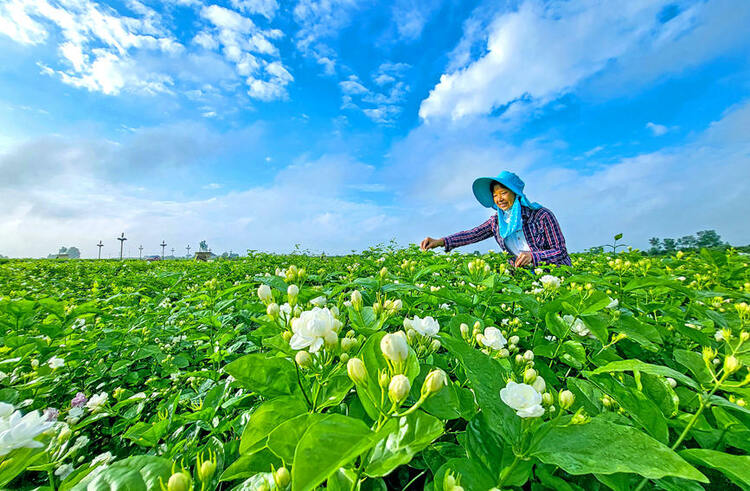 廣西橫州：一朵花成就一座城