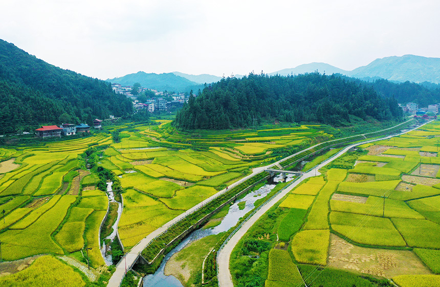 廣西融水：苗山深處沃野生金