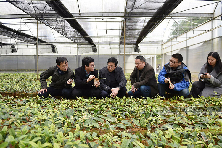 【焦點圖】（首頁標題）探訪廣西獨有珍稀資源:"國寶"金花茶（內容頁標題）[新春走基層]探訪廣西獨有珍稀資源:"國寶"金花茶