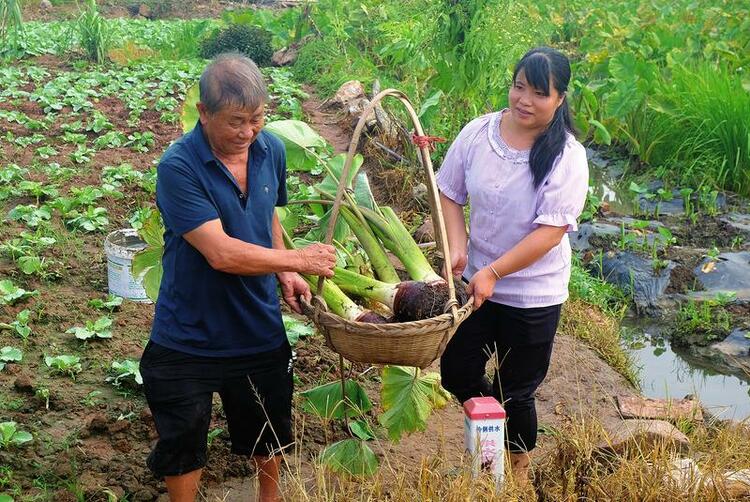 南寧：金秋時節迎來第五個中國農民豐收節 青秀區田間地頭處處好“豐”景