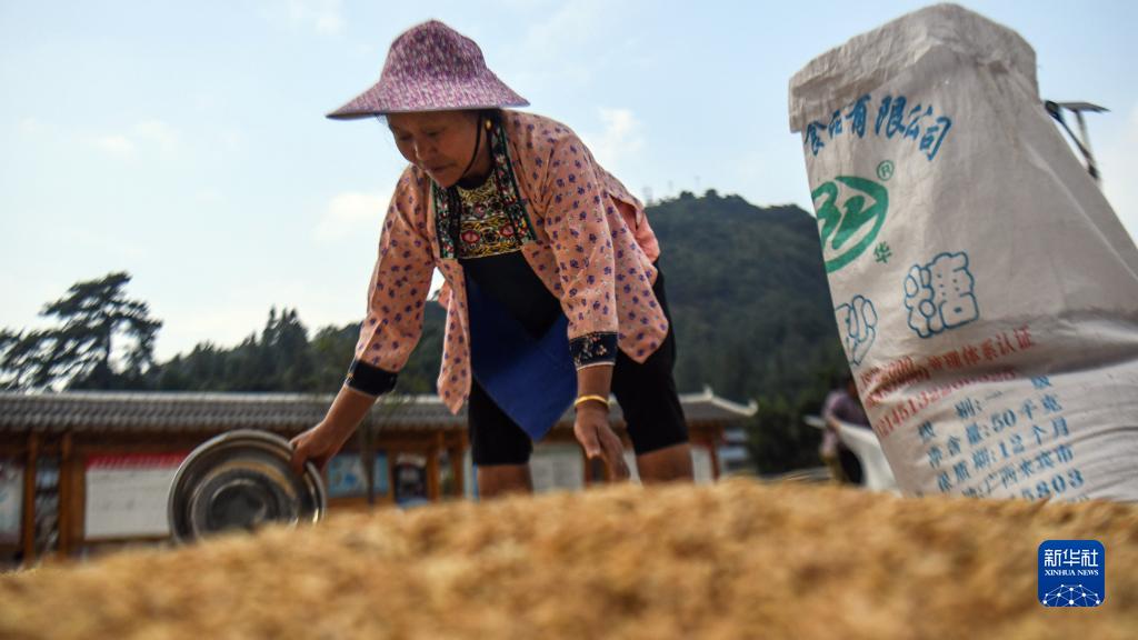 廣西融水：大苗山迎來豐收季