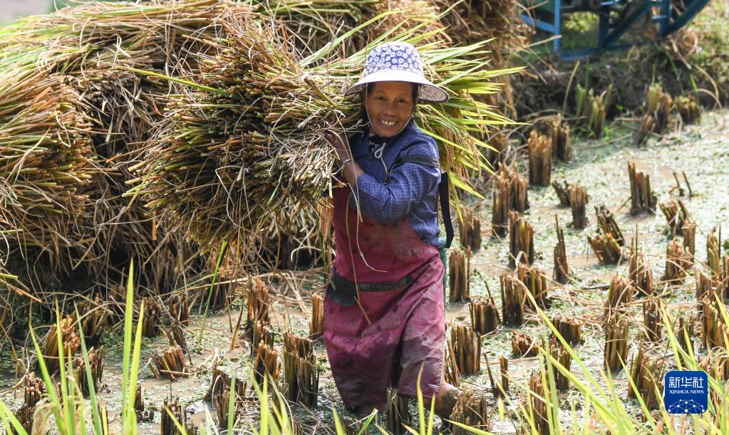 廣西融水：大苗山迎來豐收季