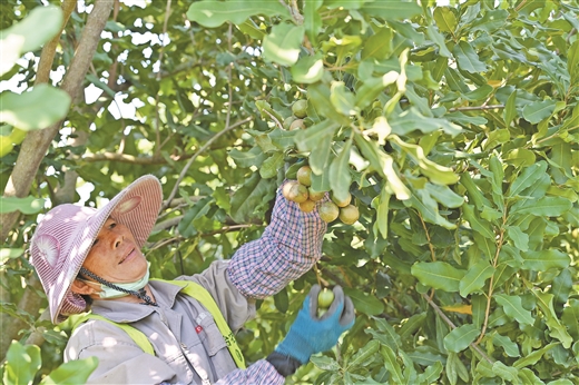 廣西上思：千畝綠山林 結出金果子