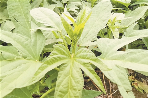 廣西成功選育首個葉菜型紅薯品種 一片薯葉8年長成