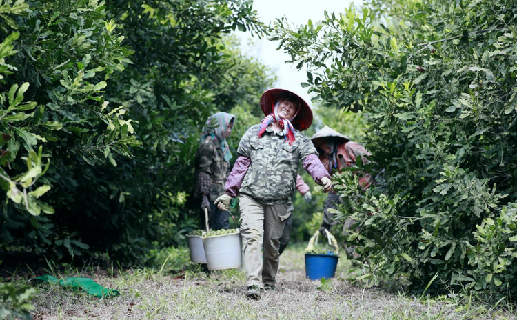 廣西扶綏：碩果滿山盼採摘 堅果産業富農家_fororder_圖片1