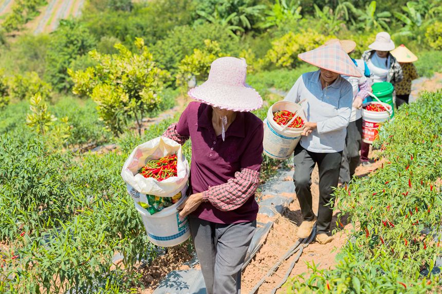 廣西桂平：金秋十月 正是辣椒“當紅”時