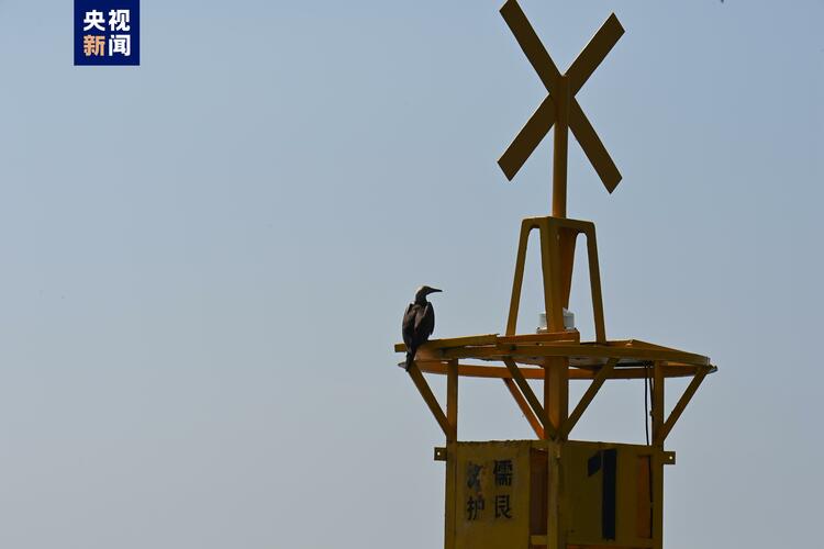 國家二級重點保護野生動物紅腳鰹鳥“首現”廣西北海