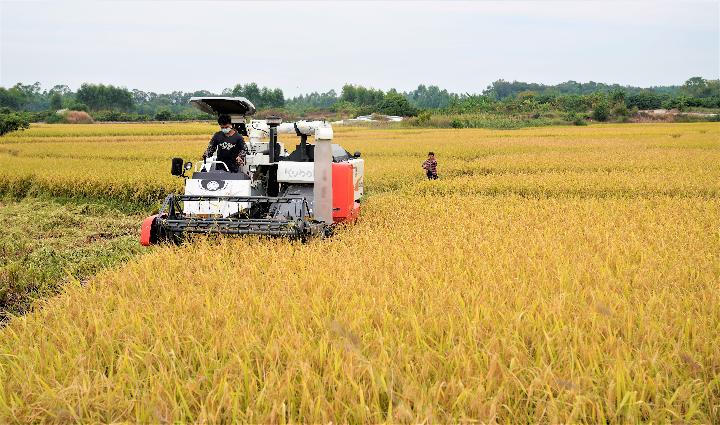 搶抓秋冬種 助農增産增收——廣西部分地區秋收見聞